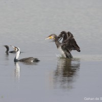 Phalacrocorax carbo Linnaeus, 1758